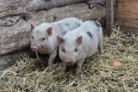 Neuzugang im Mini-Zoo